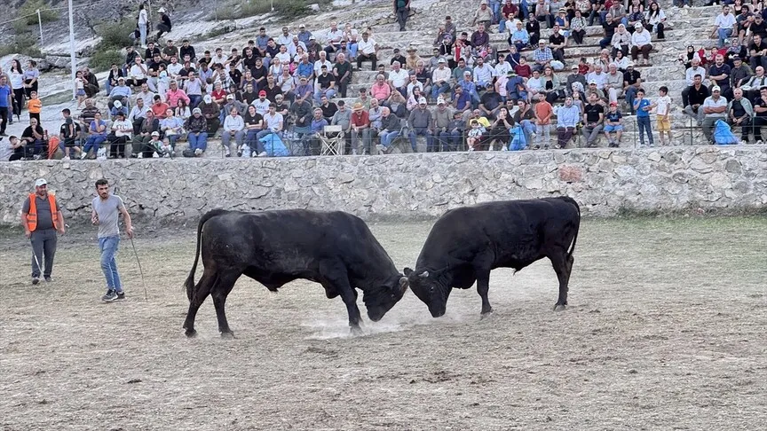 Ardanuç'ta Boğa Güreşleri: 56 Boğa Arenada Ter Döktü