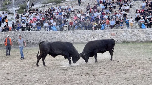 Ardanuç'ta Boğa Güreşleri: 56 Boğa Arenada Ter Döktü