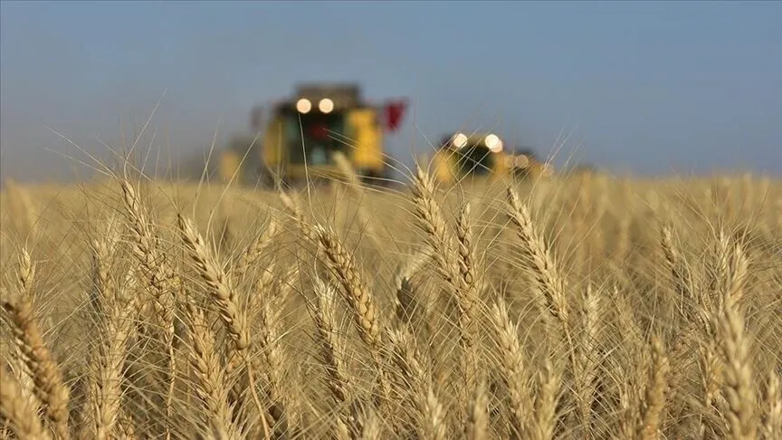 Barış umutları buğday fiyatlarını düşürdü