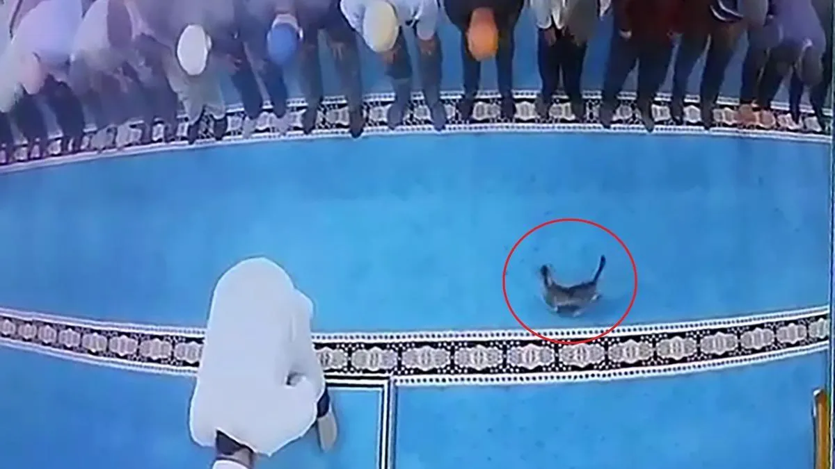 Camide kediyi tekmeleyen kişi gözaltında