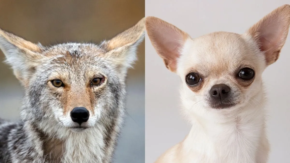 Chihuahua'nın Genetik Geçmişi: Yaban Köpekleriyle Ortak Köken