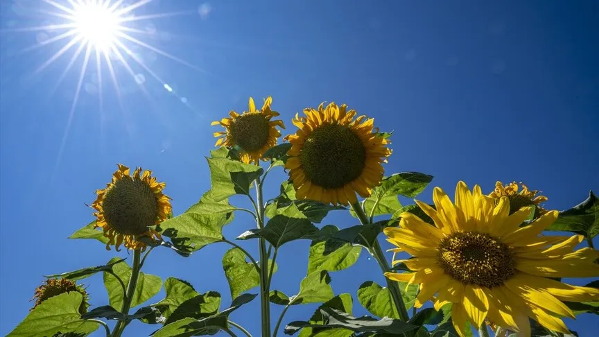 Erzurum, Türkiye Ayçiçeği Üretiminin Yüzde 11'ini Üstleniyor