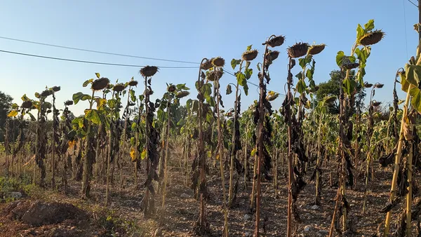 Fransa'da Kuraklık Mağduru Çiftçilere Acil Destek Paketi