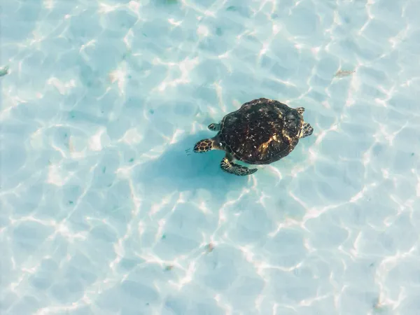 Galapagos'taki deniz kaplumbağaları beklenmedik sadakati sergiledi
