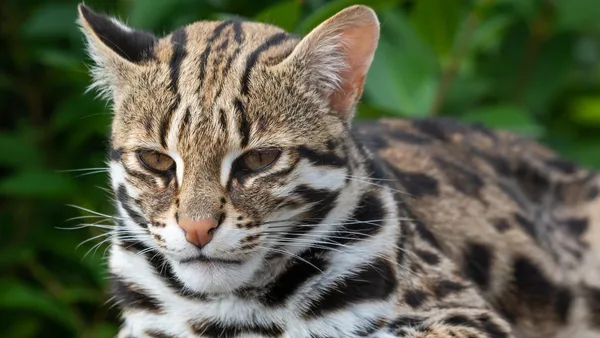 Japon Adasındaki Leopar Kedilerde Endişe Verici Kısa Kuyruk Mutasyonu