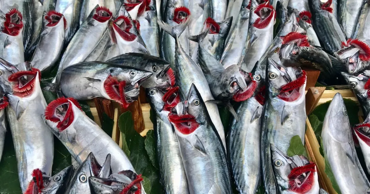 Karadeniz'de Balık Bolluğu Krizi: 'Piyasa Densinsin Diye Av 3-4 Gün Dursun'