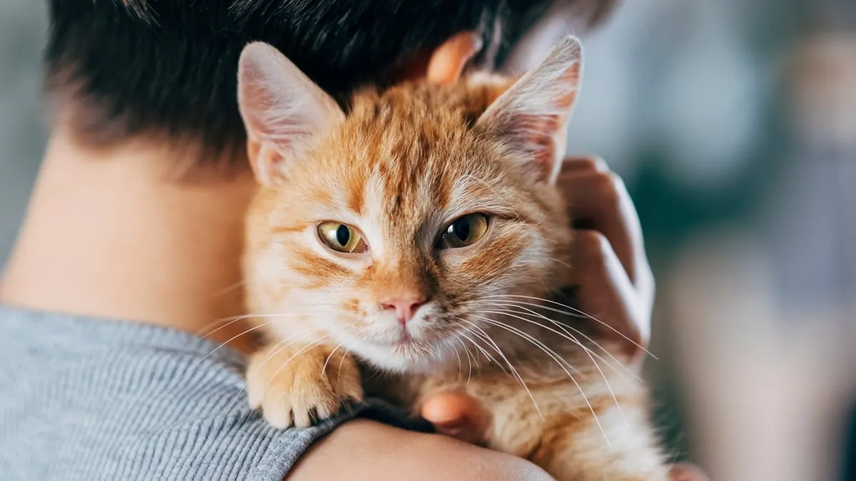 Kedi Sahipliliği Çocuklarda Zihinsel Sağlık Riskiyle Bağlantılı