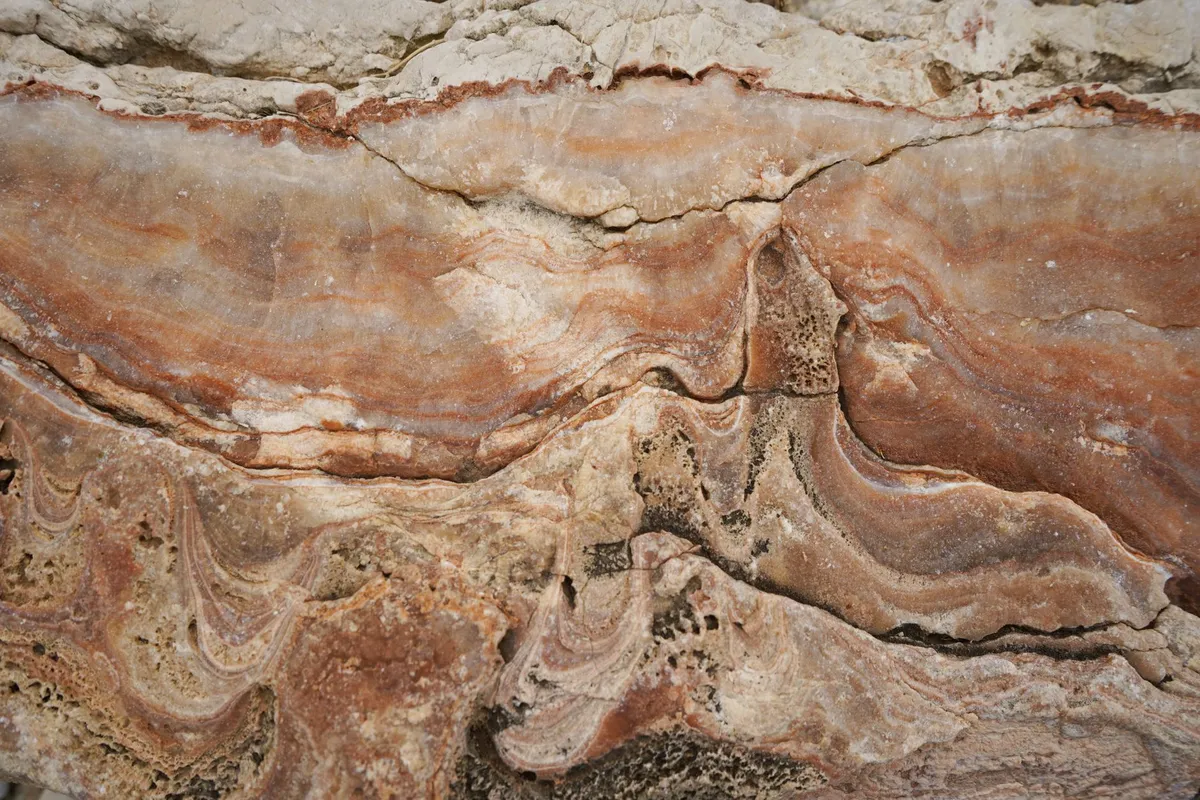 Paleontologların 20 Yıllık Çalışması: Fosillerin Karışma Nedeni Belli Oldu