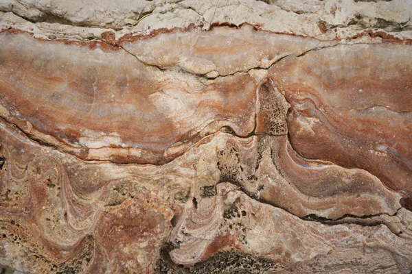 Paleontologların 20 Yıllık Çalışması: Fosillerin Karışma Nedeni Belli Oldu