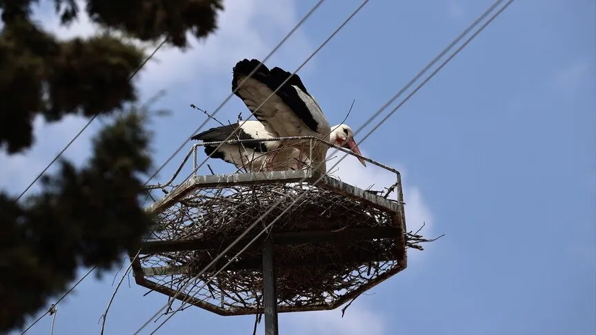 Sinop Ovası'ndan 73 leylek göç yolculuğuna çıktı