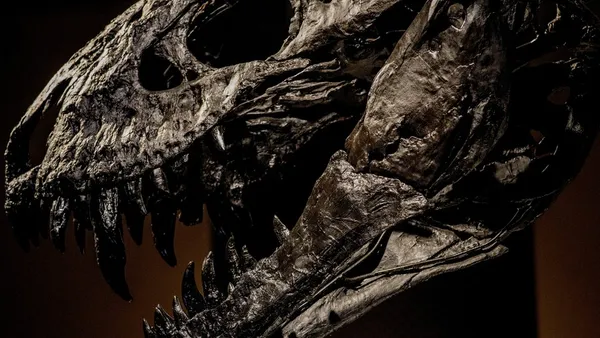 T-rex'in vücut ısısı insanlarla aynı mıymış?