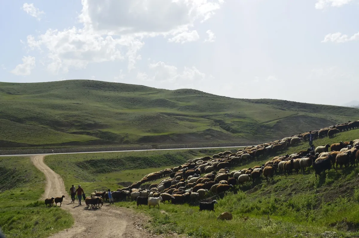 Tunceli'de çoban krizi: 150 bin liralık maaşa personel bulunamıyor
